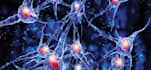 do neural networks,decision trees and reinforcement learning