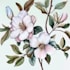 paint watercolour botanical illustrations