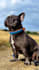 do dog ugc photos and german videos