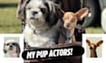 create dog ugc ads for your pet products or services