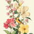 do botanical illustration with scientific focus