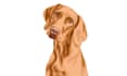 make a pet illustration