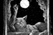 draw black and white illustrations