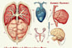 draw exercise, medical and anatomy illustrations