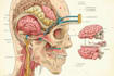 make highly customised medical and anatomy illustrations