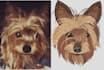 convert your photos into embroidery