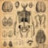 create anatomy, medical, and scientific illustrations