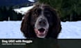 create dog ugc videos for pet brands