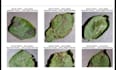 do object detection, image classification and ml tasks