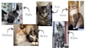 create ugc video ads in german with cats