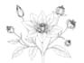 drawn a highly detailed line art botanical illustration