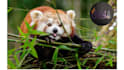 create animals wallpaper, posters, and prints