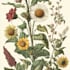 do paint watercolour botanical illustrations