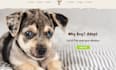build squarespace poop scooper website dog training dog walking website