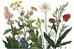 draw botanical illustration art for you