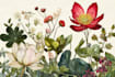 draw botanical illustrations of flowers