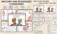 design educational card, flashcard, anatomy, physiology cards with box, rulebook