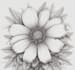 design vector botanical illustrations of flower