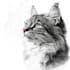 do stunning watercolor pet portrait