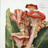 paint botanical and scientific illustrations