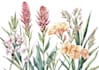 draw flowers illustrations in watercolour style