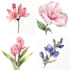 paint watercolor botanical illustrations