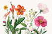 draw botanical illustration art for you