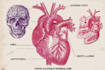 draw exercise, medical and anatomy illustrations
