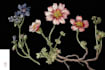draw botanical illustration art for you