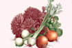 draw realistic plants, vegetables, fruits