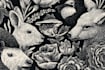 draw an animal and botanical illustration