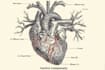draw exercise, medical and anatomy illustrations