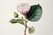illustrate botanical and anatomical scientific illustrations