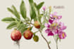 draw botanical illustration art for you