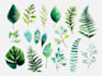paint watercolour botanical illustrations