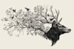 draw an animal and botanical illustration