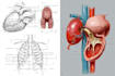 create anatomy, medical, and scientific illustrations and diagrams