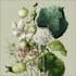 paint watercolour botanical illustrations