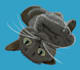 draw your cats portrait in a hand drawn adorable style