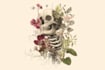 do botanical and anatomical scientific illustrations