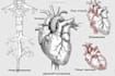 draw exercise, medical and anatomy illustrations