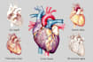 draw exercise, medical and anatomy illustrations