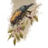 draw high quality animal, insect, and botanical art