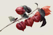 paint botanical and scientific illustrations