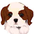 draw your pet head in this style