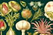 do botanical and anatomical scientific illustrations