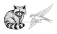 sketch your pet or animal