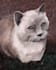 paint a digital portrait of your pet