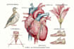 create medical illustrations for you