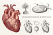 draw anatomy and medical vector illustration